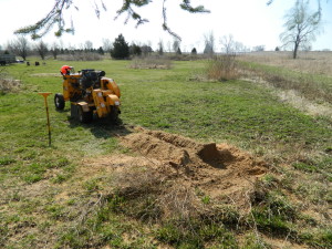 During Stump Grinding Chips